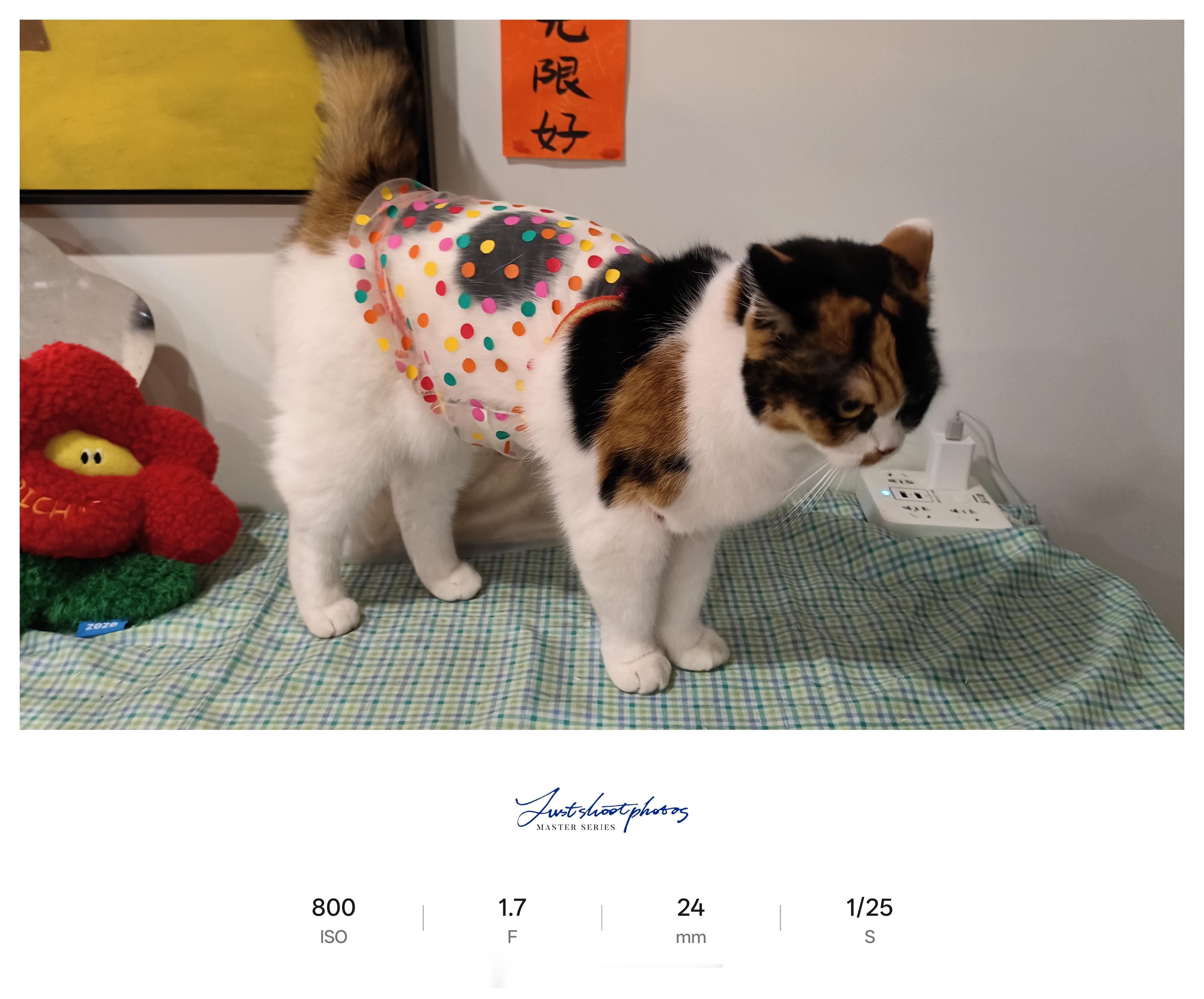 啊！小猫咪是世上最慷慨的生物！在互相看见后，蹲下向它伸出👋，然后小猫咪在确认了