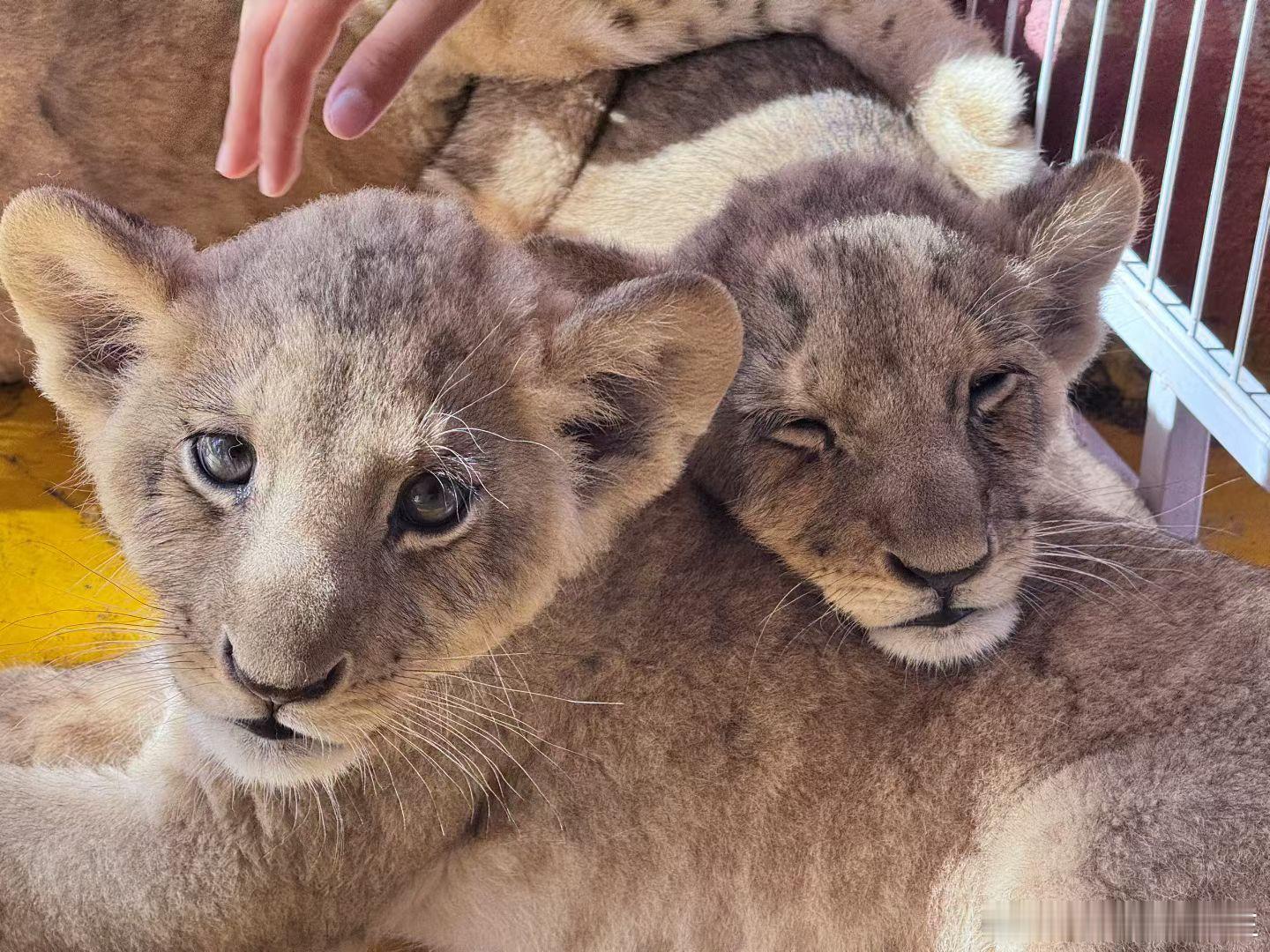 剩菜剩饭直接喂猪违法我以为给二师兄投喂很简单，原来随意投喂违法，而要罚款这么多钱