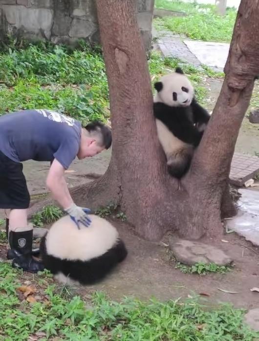 好怀念可可爱爱小时候，还和二顺妈妈在一起的时光啊，一家三口非常温馨，虽然两兄妹经