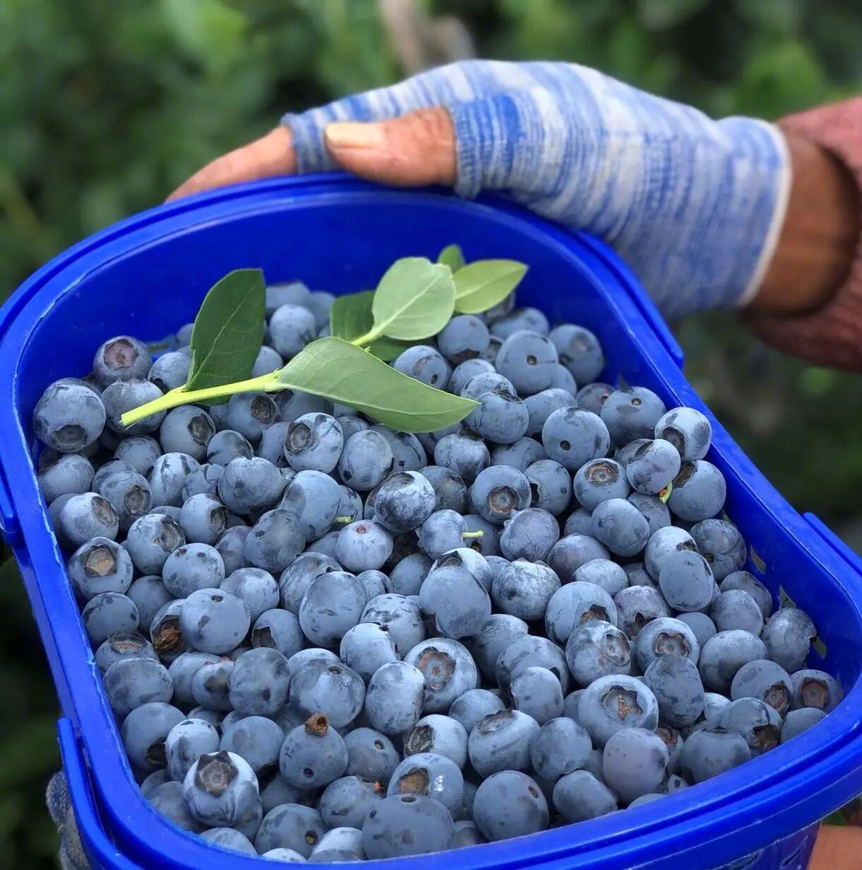 脆甜多汁的云南花香蓝莓上市啦！！颗颗饱满，脆到咬出“爆破感”，甜得几乎吃不到酸味
