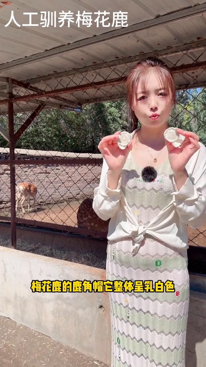 人工驯养梅花鹿。
鹿角帽哪种好？马鹿的和梅花鹿的有什么区别？一条视频来了解一下。