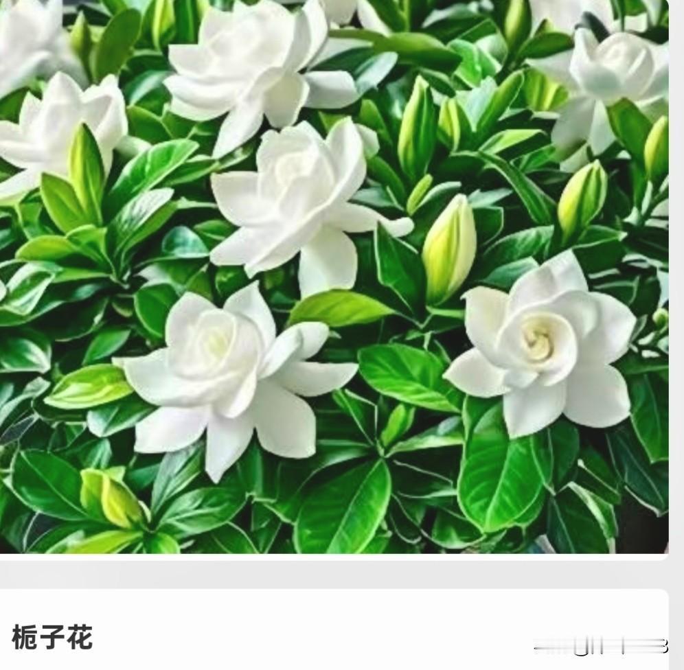 下面五种花，据说是民间
公认家种最香的花。你认
同吗？
1.栀子花: 图1
刻在
