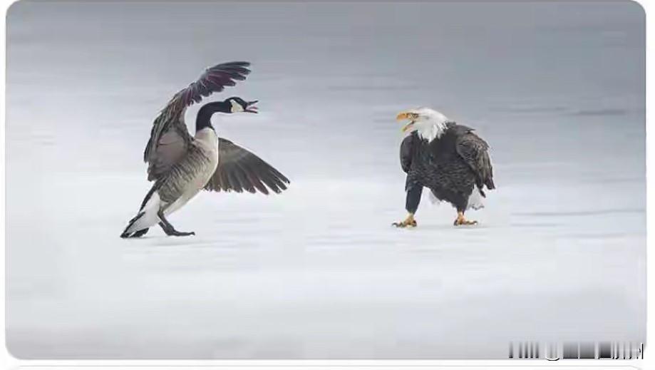 果然加拿大人，
也不是吃素的，
立马发了一张照片，
来反击白宫……
从画面上来看