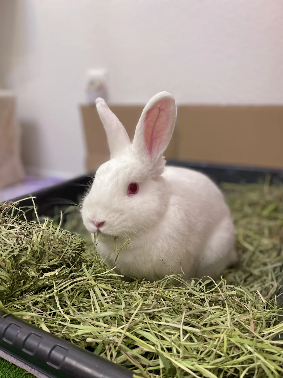 Angle弟弟🐰