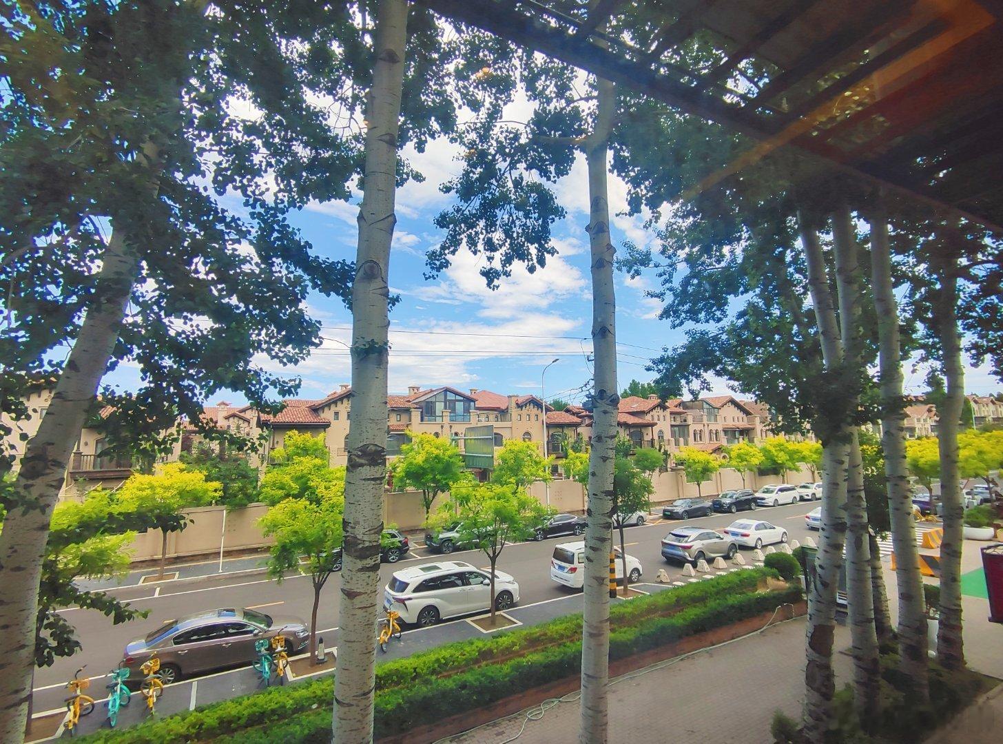 喜欢餐厅外的这几棵大树。 