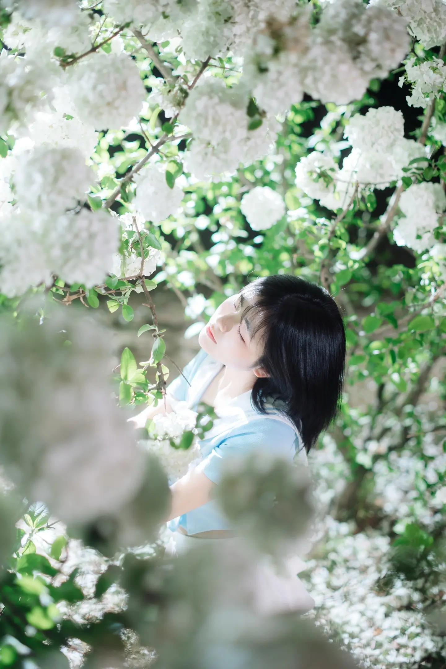 绣球。