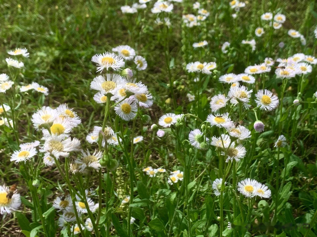 相册里的花花草草野菊花随拍