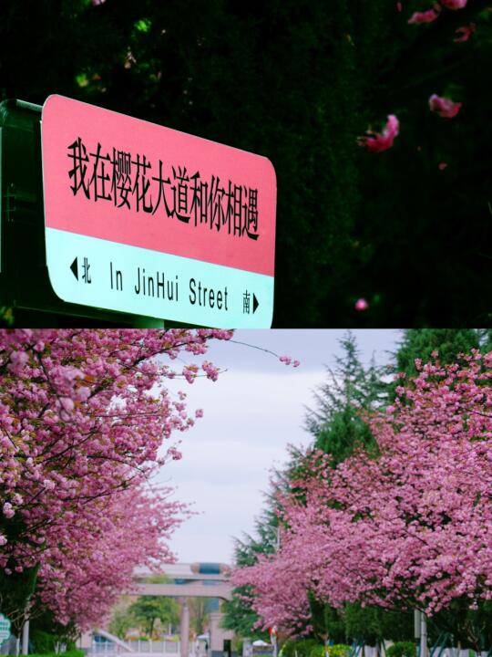 在甘肃 春天来这里樱花节嗨皮一下！