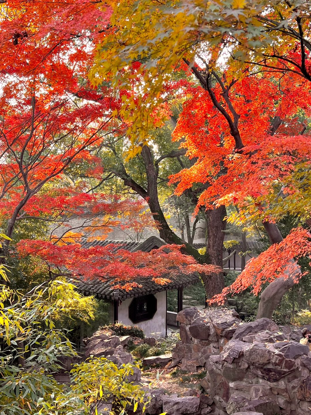 苏州赏秋live图🍂来留园看漫山红枫🍁
