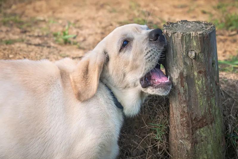 被狗咬后苦等6小时疫苗：这6小时，每一分钟都在和死神赛跑

看到这条新闻，我心里