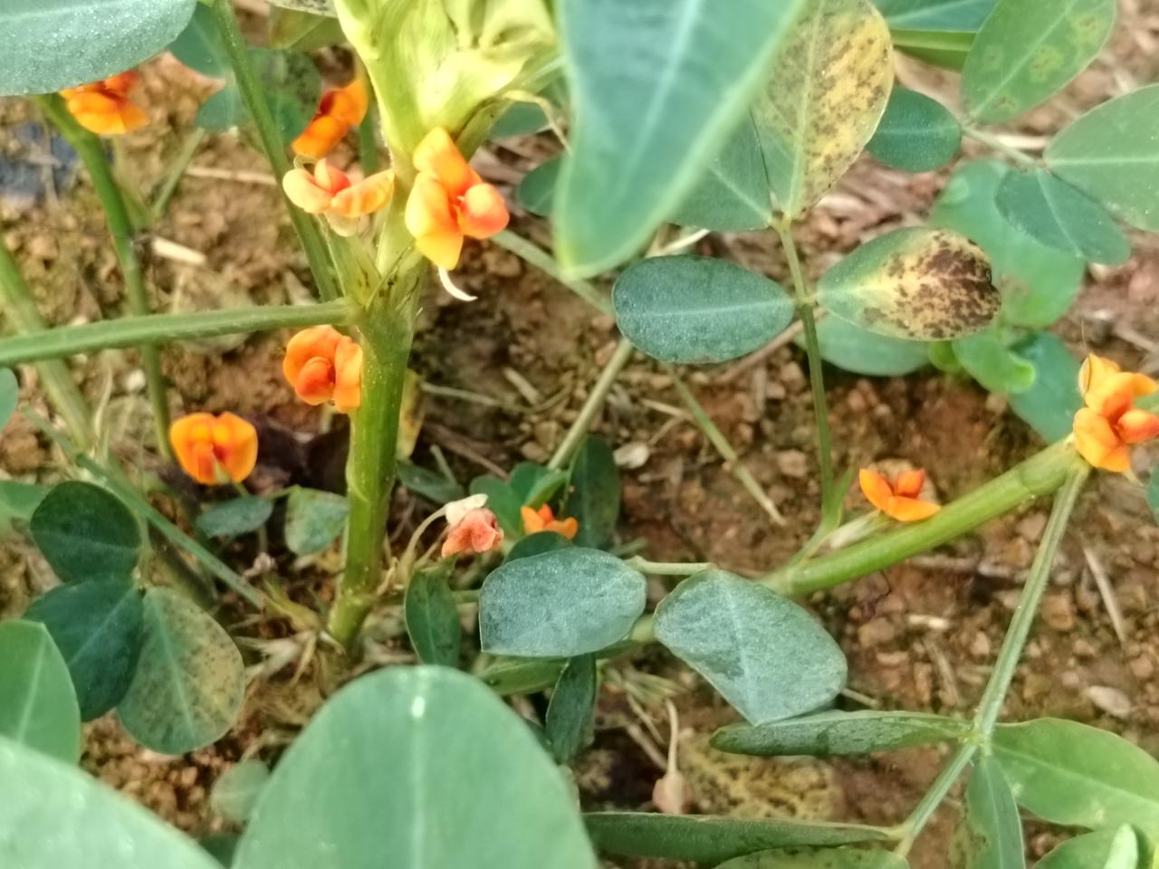 一一兔哥
花生花开花五彩。籽仁醇香风味各异。
