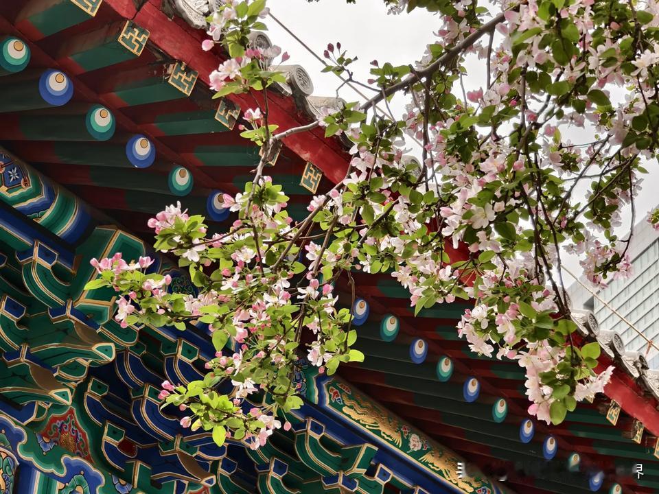 分享相册里最美的花天津的春天是与“花”的约会，有桃花，梨花最美最惊喜的就是海棠花