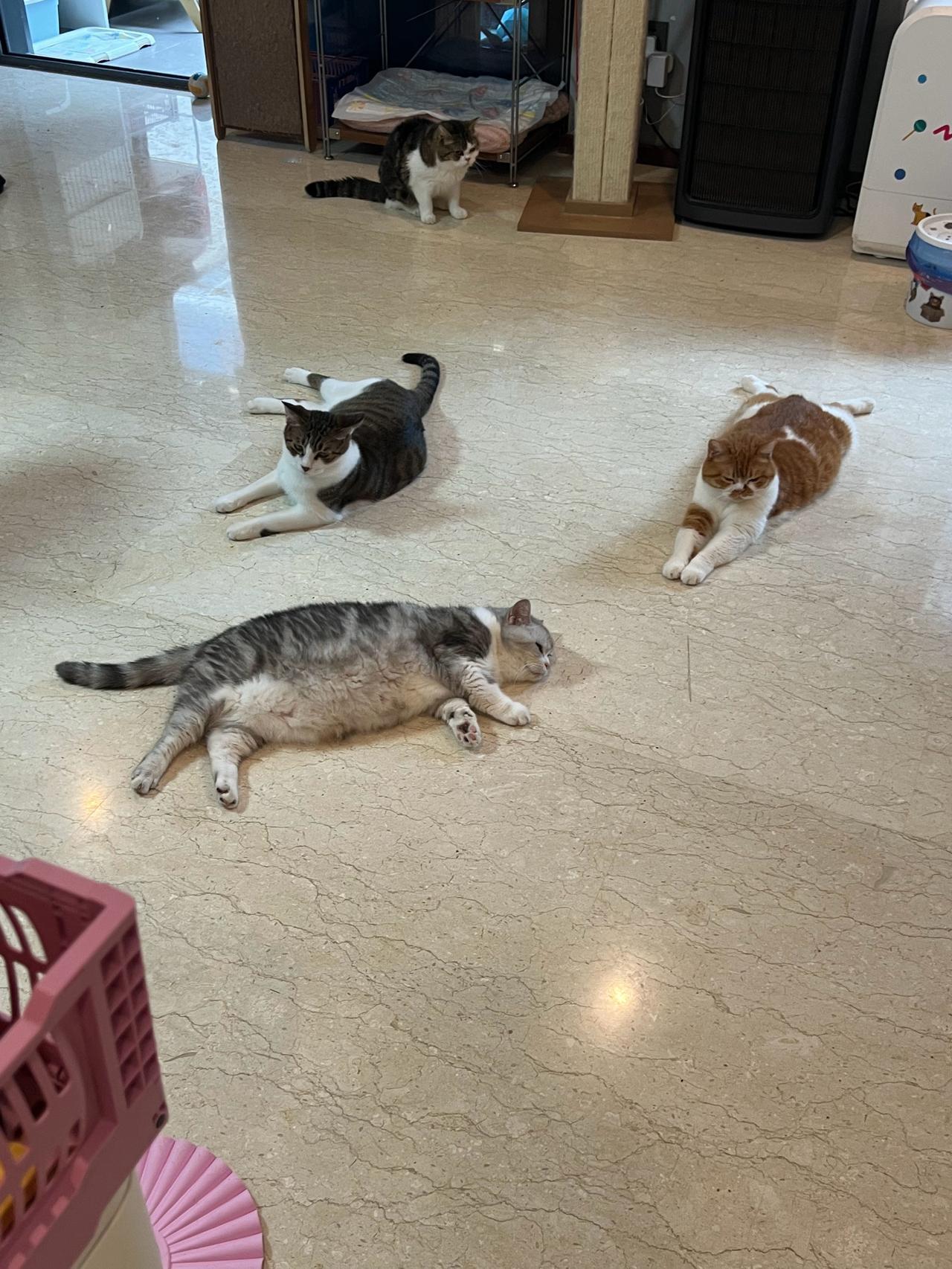 好羡慕这群“小猪猪”，烦恼不过一瞬间，吃饱喝足就万事无忧了～