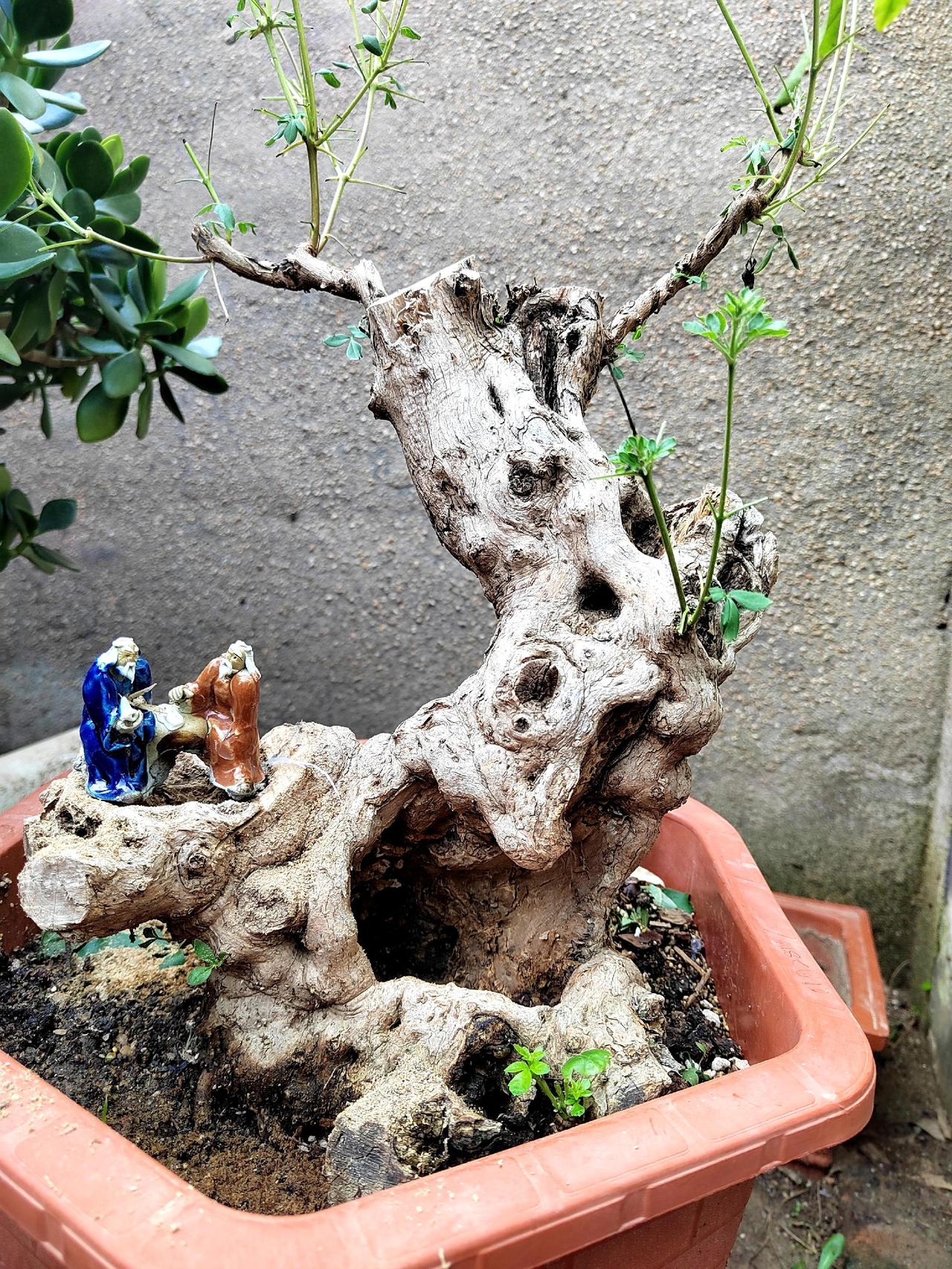 养花 花卉植物