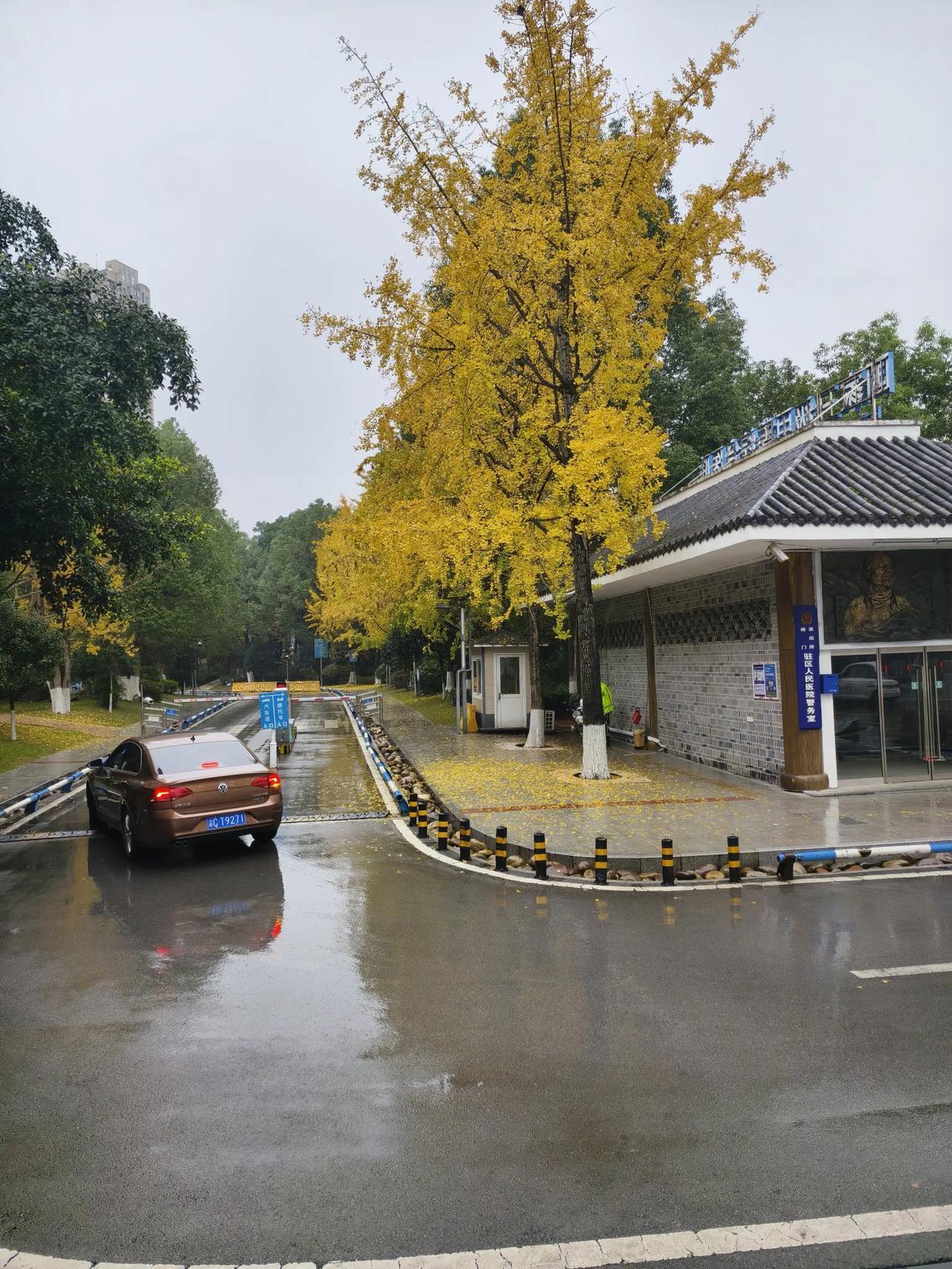 遍地黄金
        ——南木子
冬日雨寒莫要怨，
遍地黄金给添彩。
行人此
