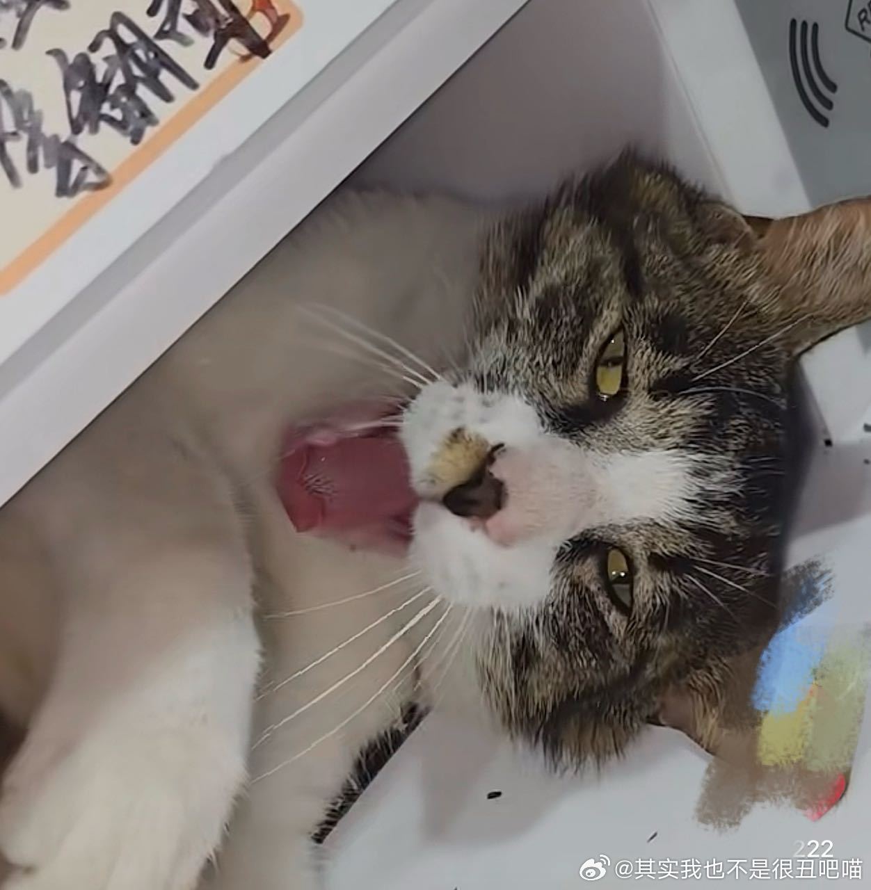 49854【丑猫】我的法克我们宿管阿姨发的学校茂密 脸尖尖的 心灵也丑 睡在打印