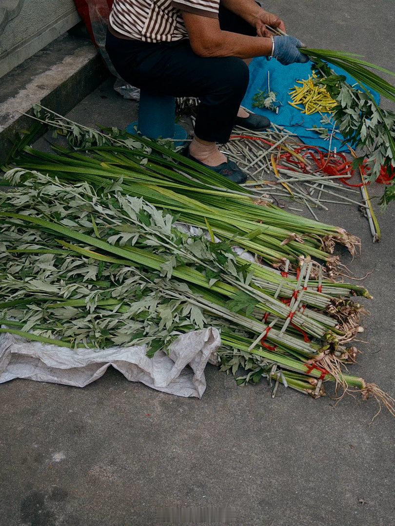 村里，端午氛围浓郁，家家户户门上悬挂艾草菖蒲。“清明插柳，端午插艾”。端午的艾蒲