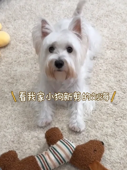 给我家狗子剪的刘海🐶潦草小狗