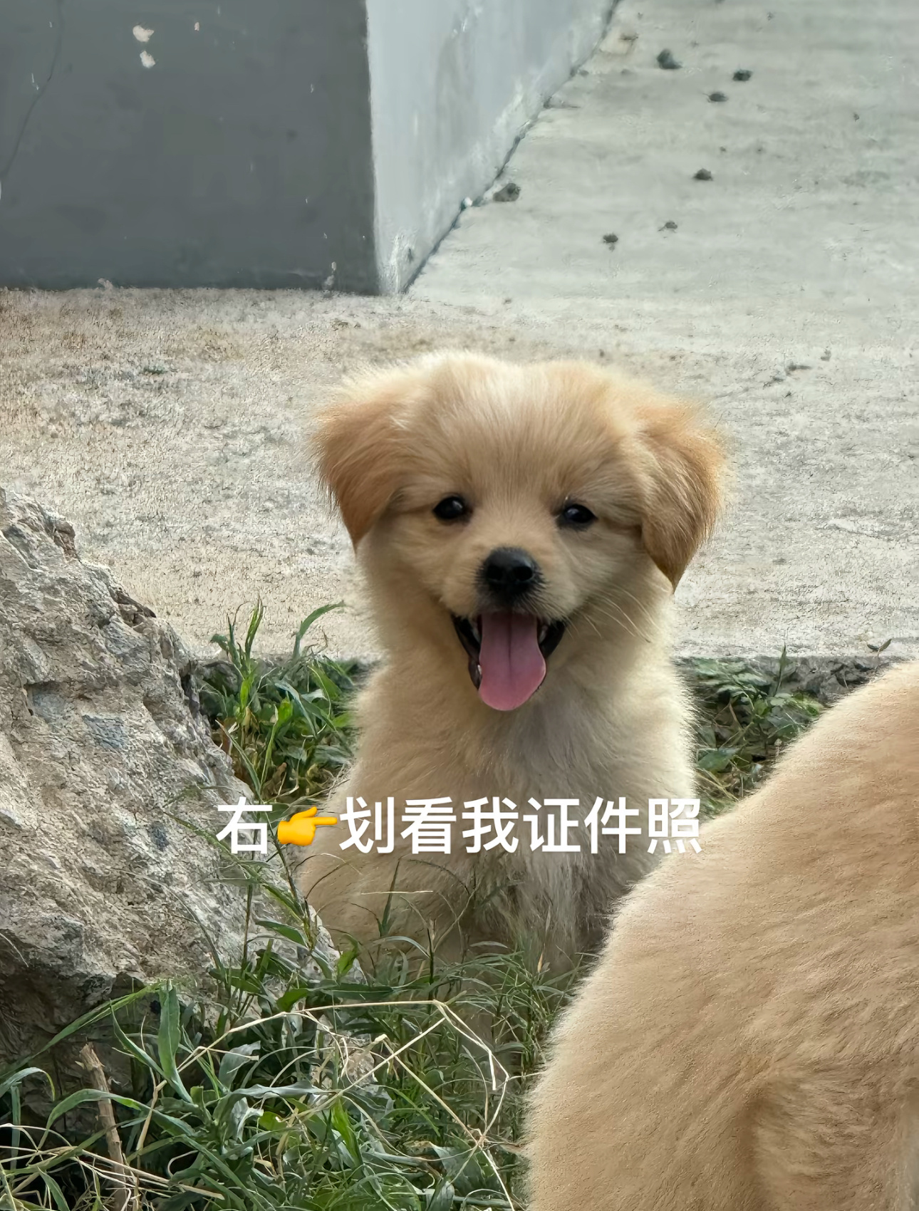 🐶明星？？？ ​​​