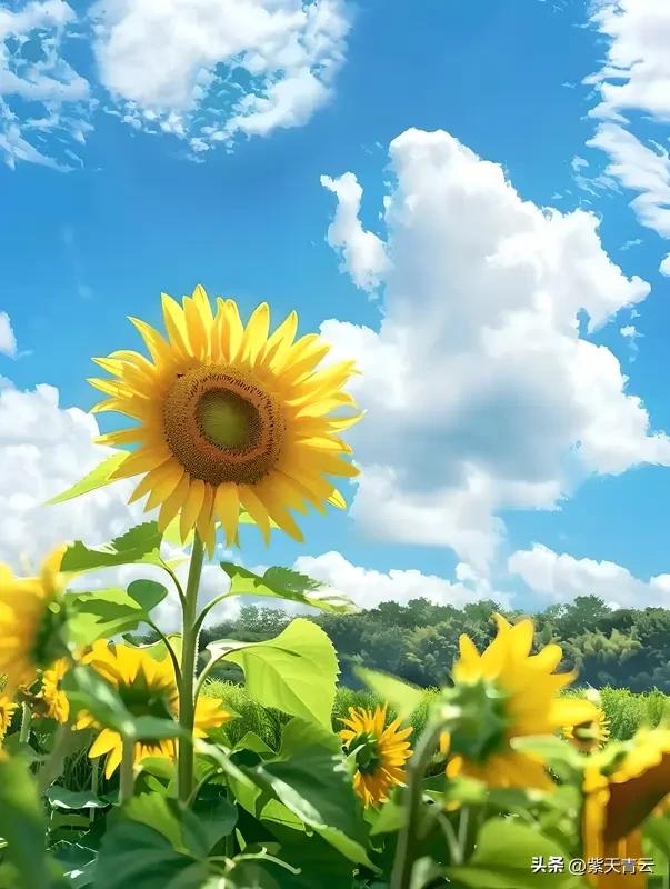 生活最好的状态，是心中有梦，眼底有光，脚下有路。不纠结过往，不焦虑未来，专注于当