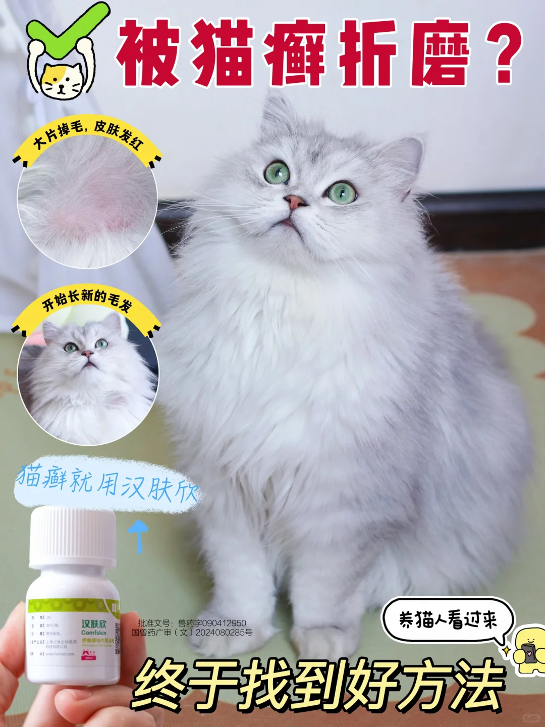 养猫人必看-被猫癣折磨？终于找到好方法