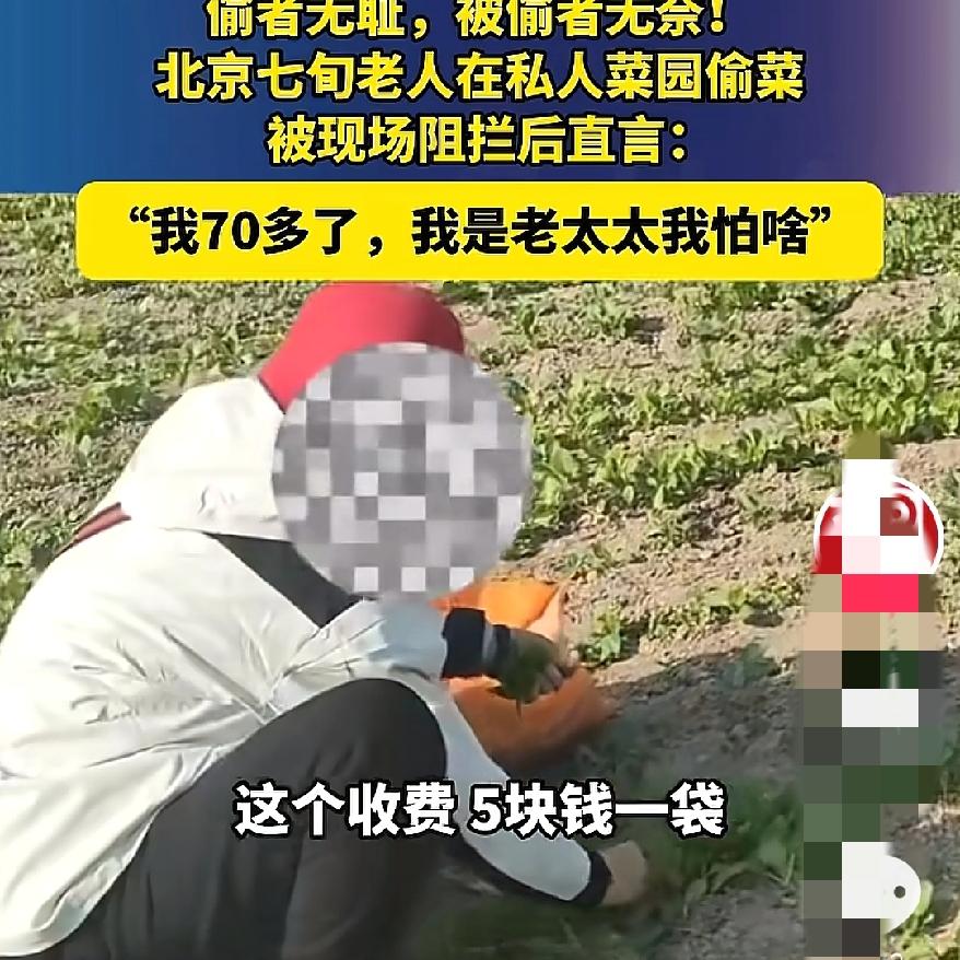 真的是太气愤了
真的是坏人变老了吗
“我70多了是老太太我怕啥？”倚老卖老偷菜，