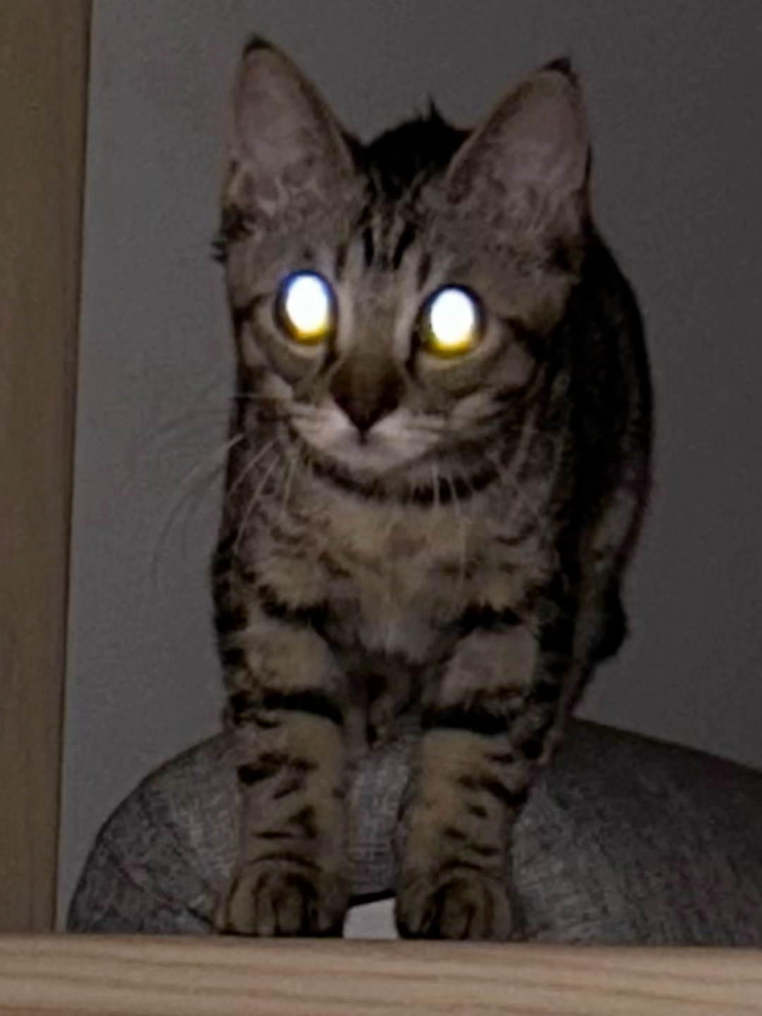 泡泡更新🫧 “每天晚上我就这样看着你 哼！”猫瘾又上来了🐱 