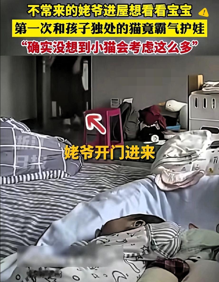 第一次和宝宝独处的小猫，居然成了最靠谱的“守护神”！

北京丰台这只小猫的操作，