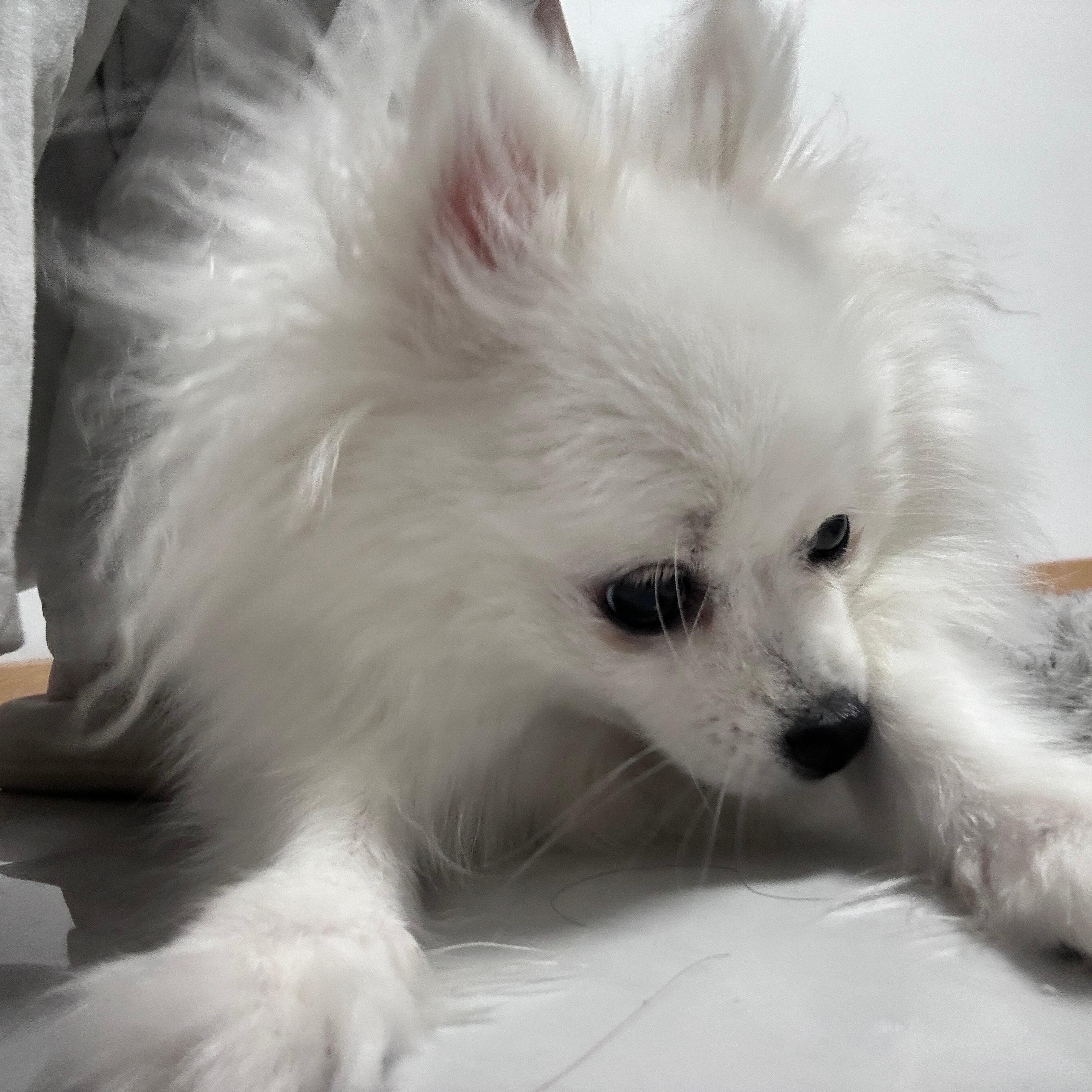 我承认绵绵是公主！ ​​​