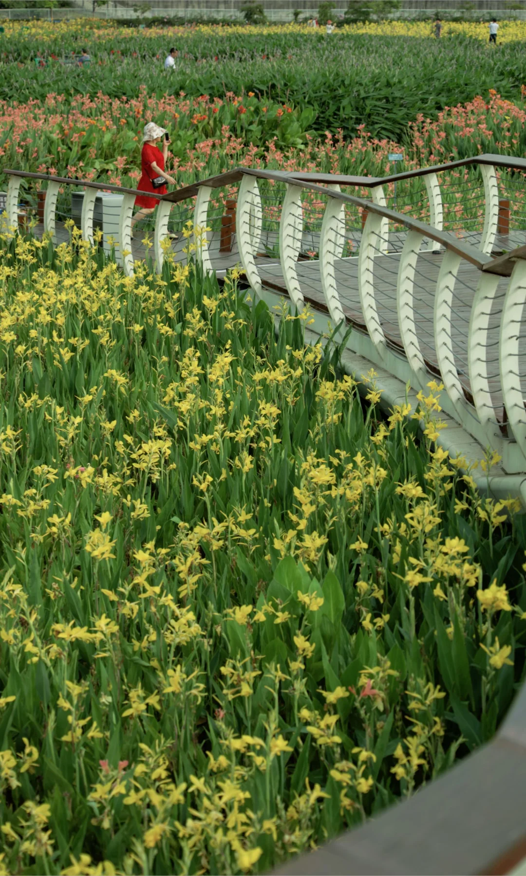 在深圳❗️建议能量低🌳的人都来这里走走