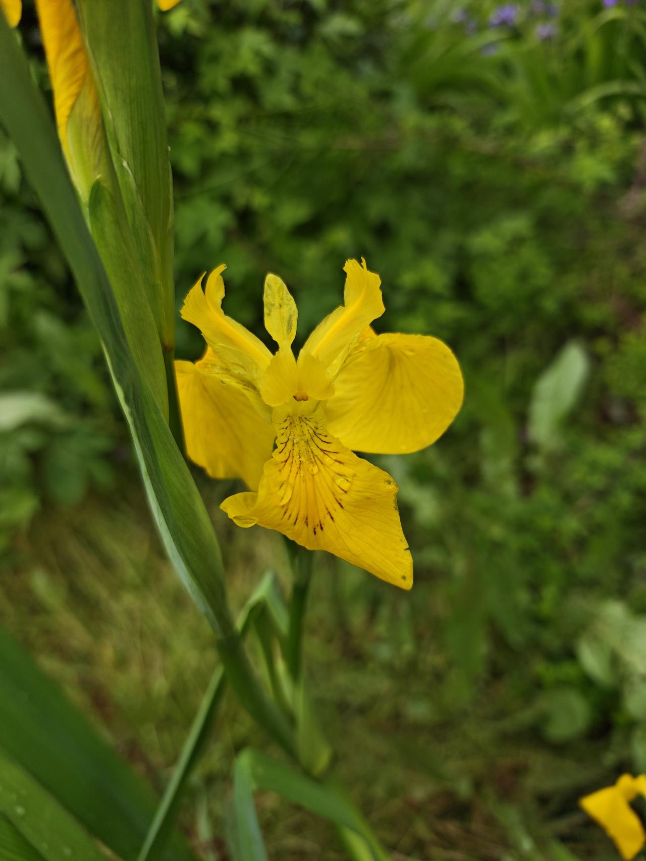 随手拍公园的花草