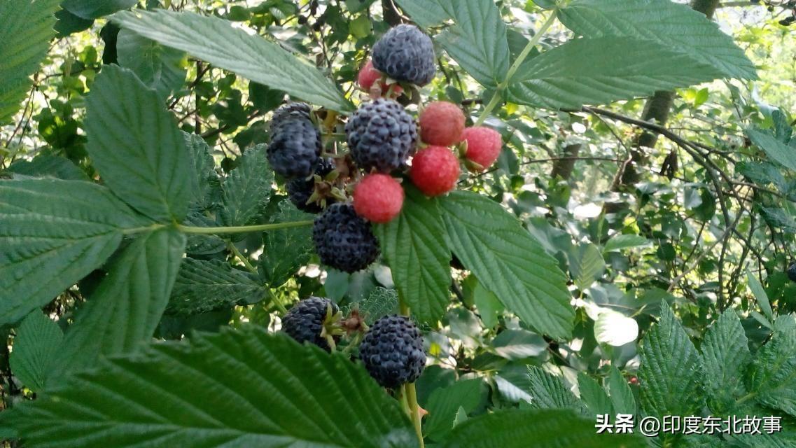 这两种果子你们知道是什么果子吗？
