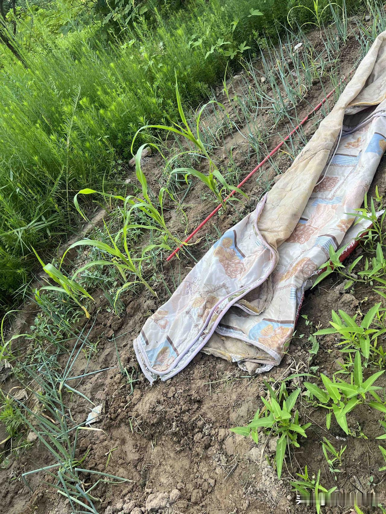 本来昨天想好的今天可以不用去菜地。
奈何挡不住我侍弄菜地的爱心，到了菜地里我就开