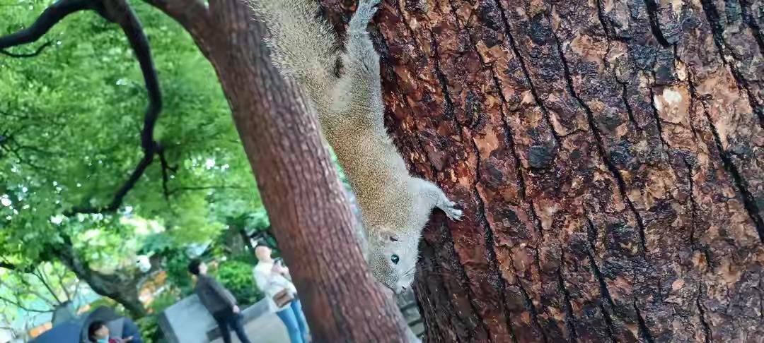 杭州西湖小松鼠依然是最受游客喜欢的小精灵，小嘴巴一动一动的咀嚼着小玉米粒，小尾巴