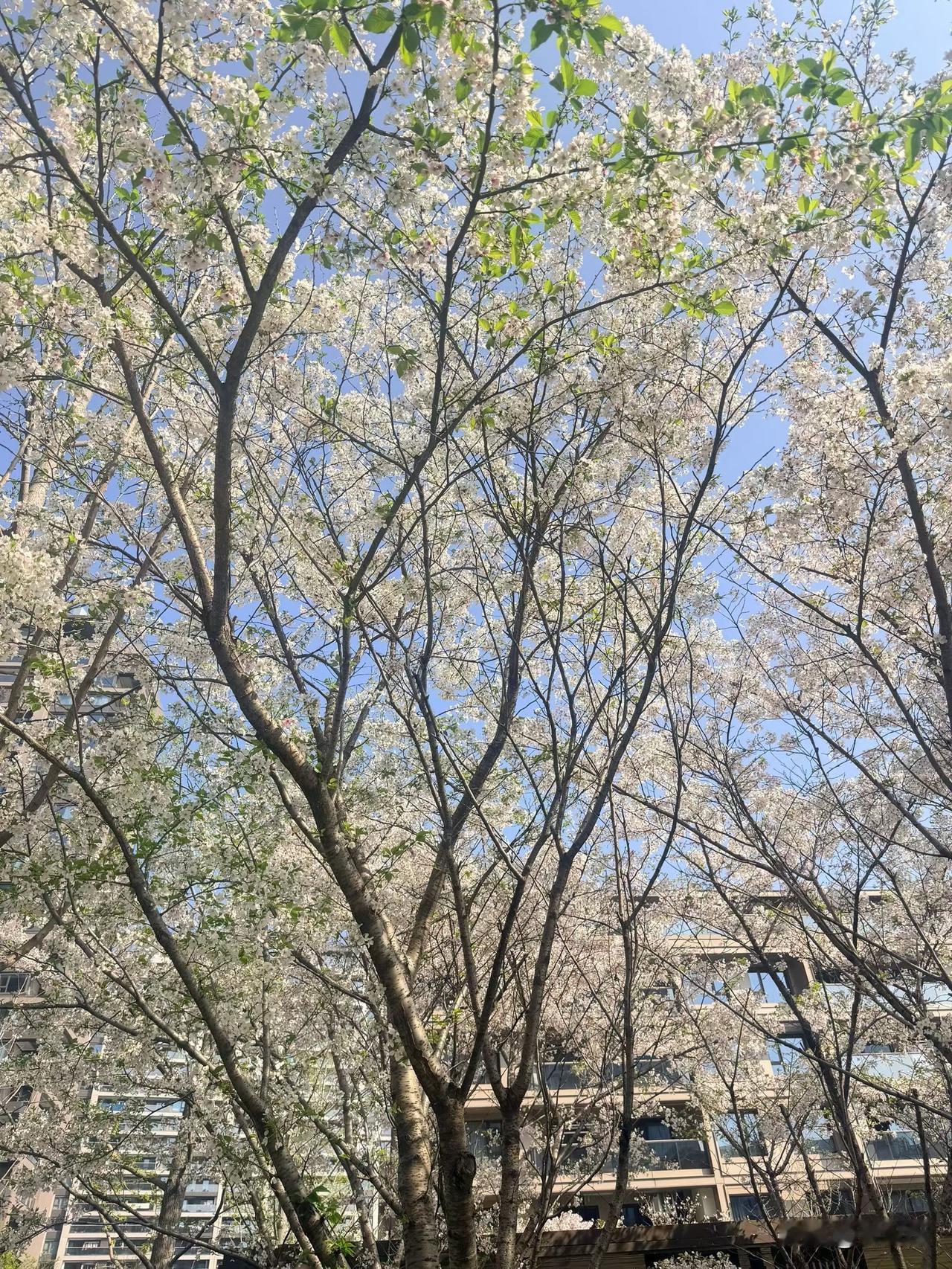 人生的终极意义
从来不是奔赴某个遥远的答案
而是认真爱过
用心活过
温柔坚守过