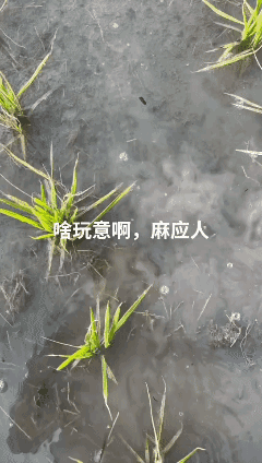 这么清凉的水，稻苗一片片的死，什么原因？[流泪]