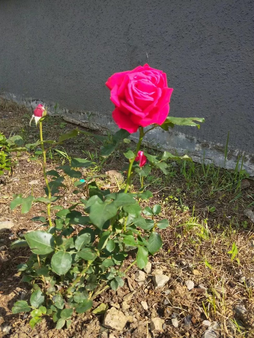A股  突发，海外市场，风雨飘摇！几件大事一起发生，欧洲加息、铜价闪崩、油价猛拉