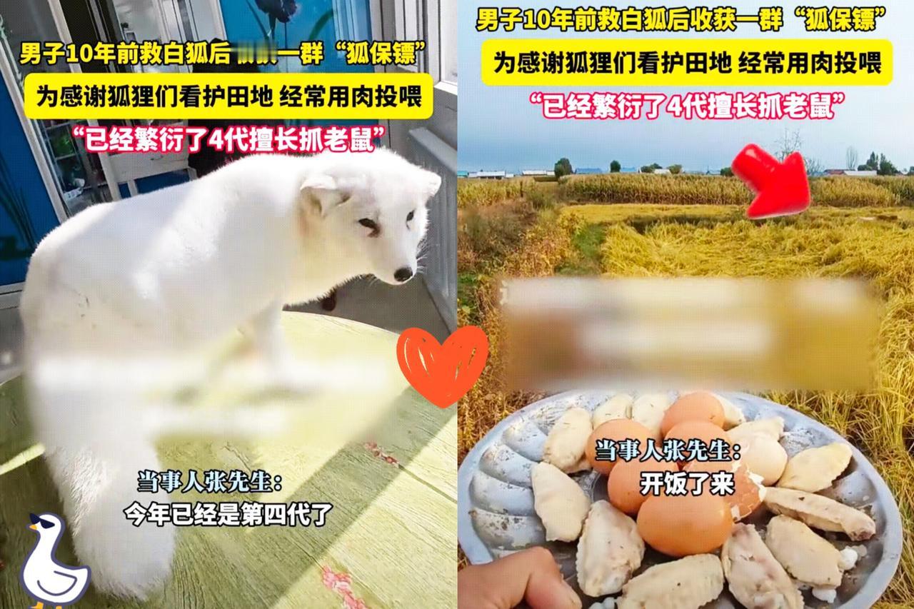“好人有好报”
善念从不是亏本买卖！黑龙江五常张先生十年前救了两只受伤白狐，这事