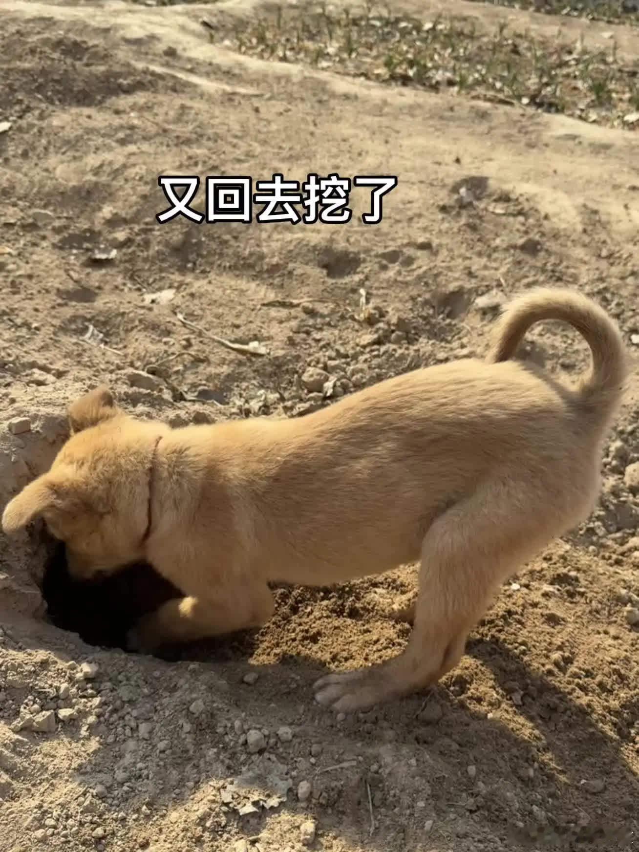 还不如没找到呢萌宠宠物
