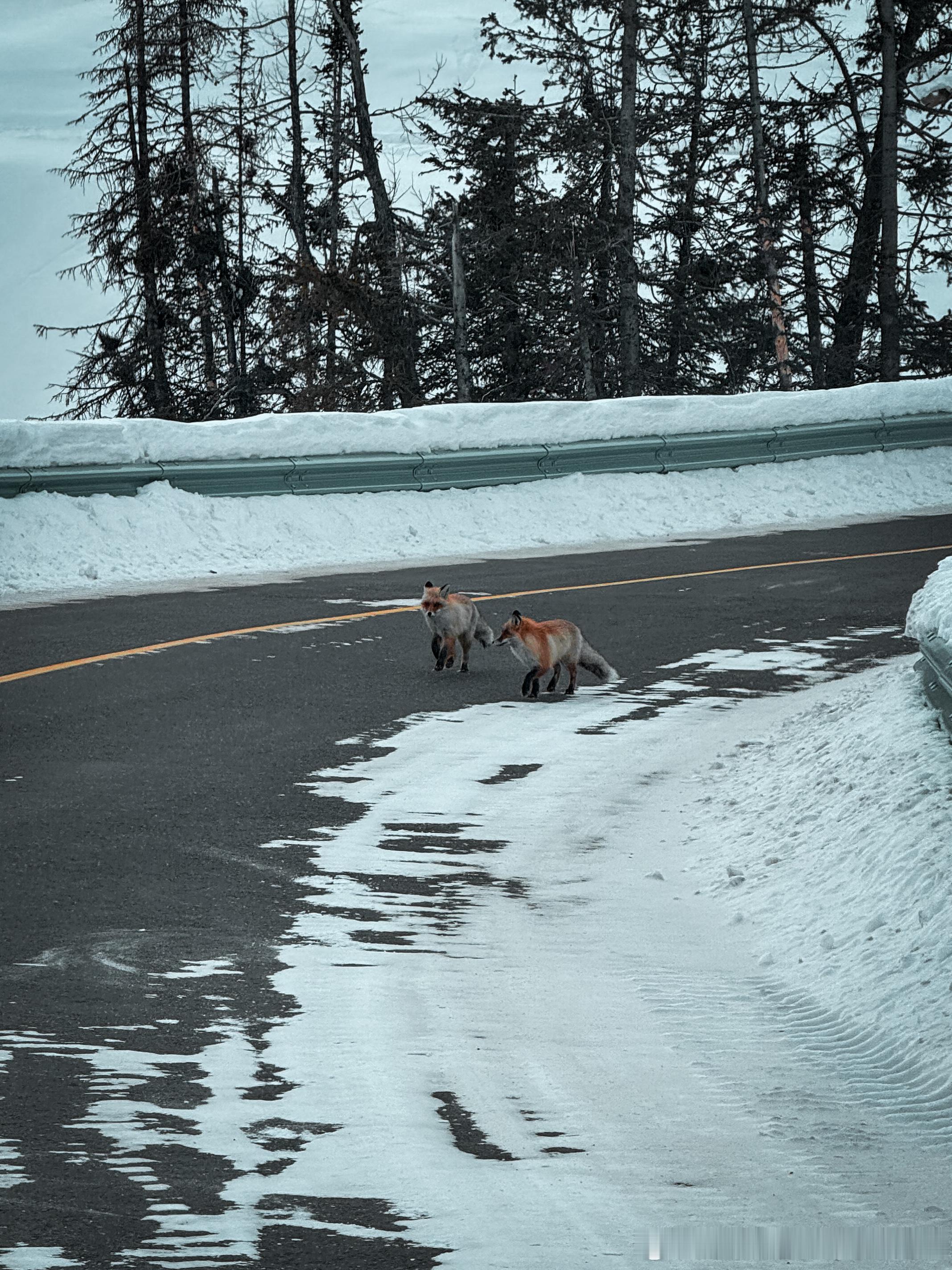 路遇妲己魅惑我🦊 阿勒泰·禾木村