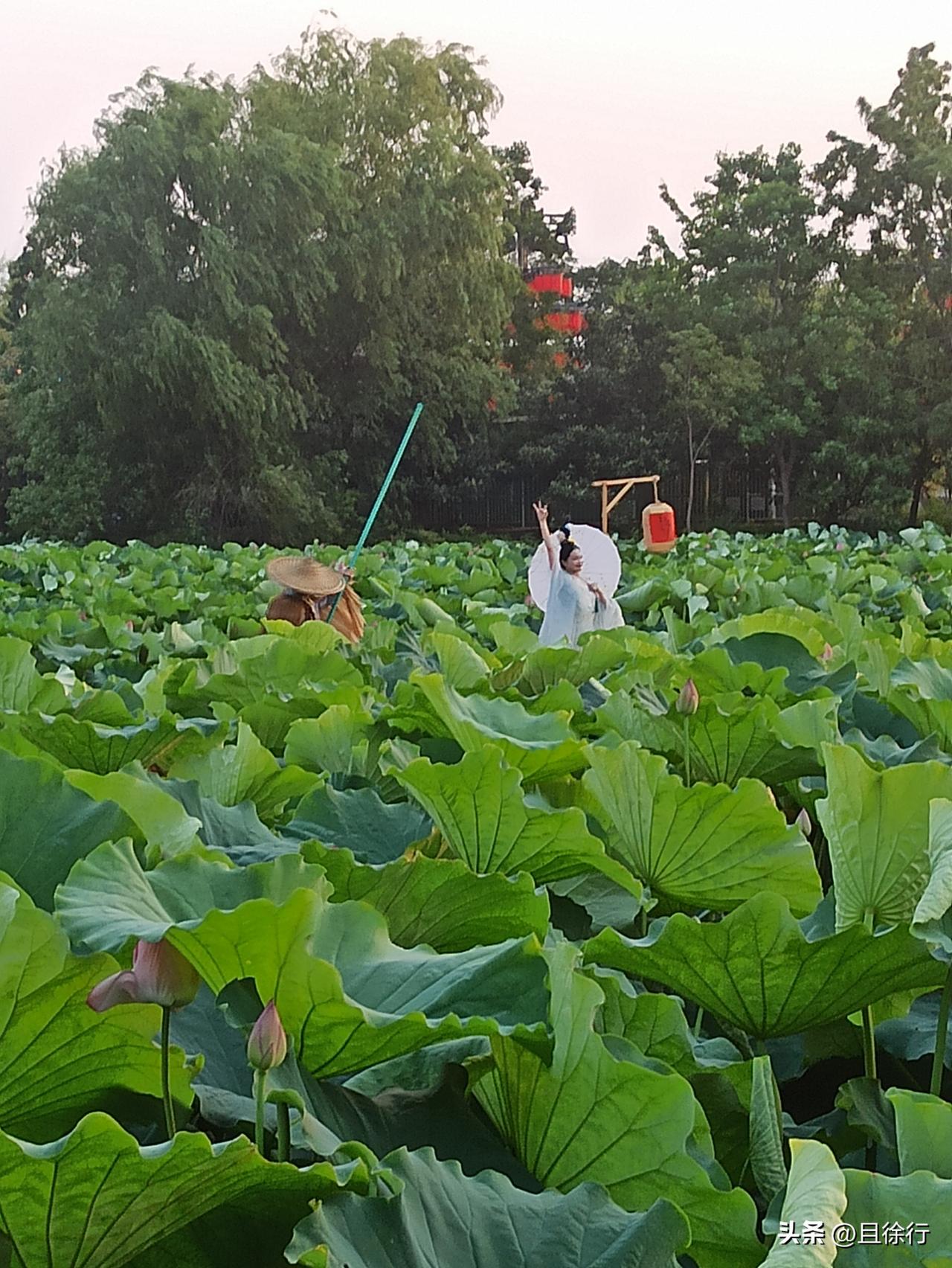 徐州云龙湖景区金山公园的“竹筏荷花仙子”表演时间太短了，不大的荷塘，划了半圈，几
