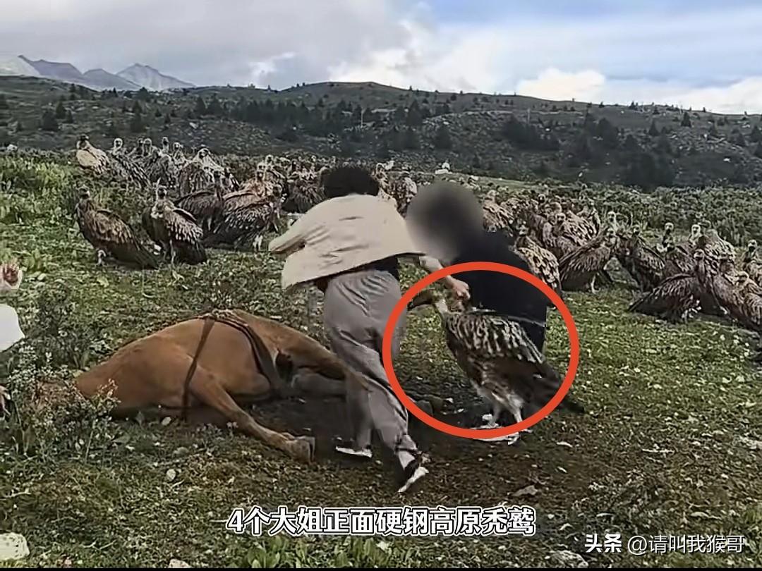 近日4名游客为了一匹死马驱赶秃鹰的事被网友热议，有人说她们是妇人之仁，应该遵守自