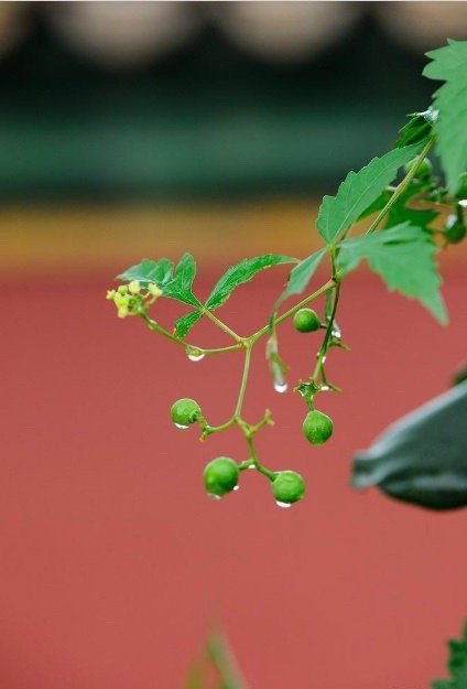 人生的最高境界是佛为心，道为骨，儒为表，大度看世界;技在手，能在身，思在脑，从容