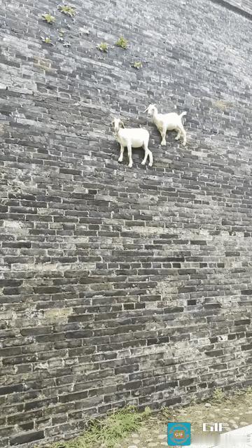 “太不可思议了”近日河南一男子在广府古城玩，无意中发现城墙上居然站着两只羊，他以