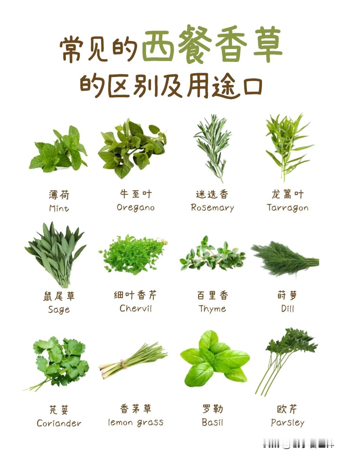 这12种常见西餐香草
保存一下，下次要用的时候方便看
西餐香草图鉴｜厨房小白秒变