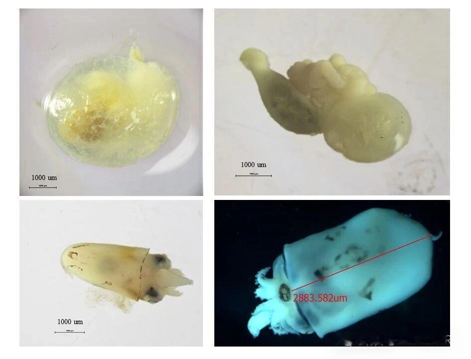 中国水产科学研究院南海水产研究所院级南海渔业资源调查与评估创新团队对南海鸢乌贼产