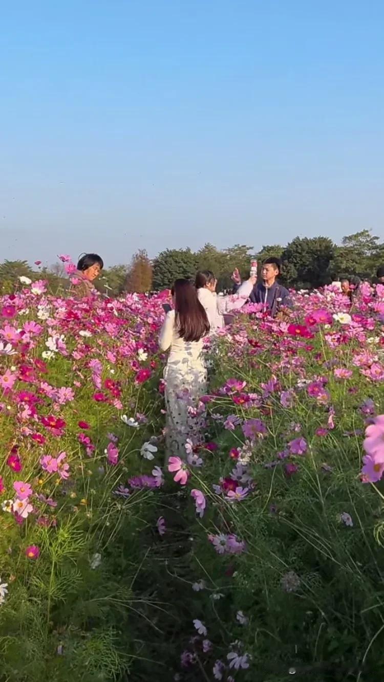 漫步花海，邂逅美好！🌸💐边散步边看花 醉美花海！ 赏花赏景随拍