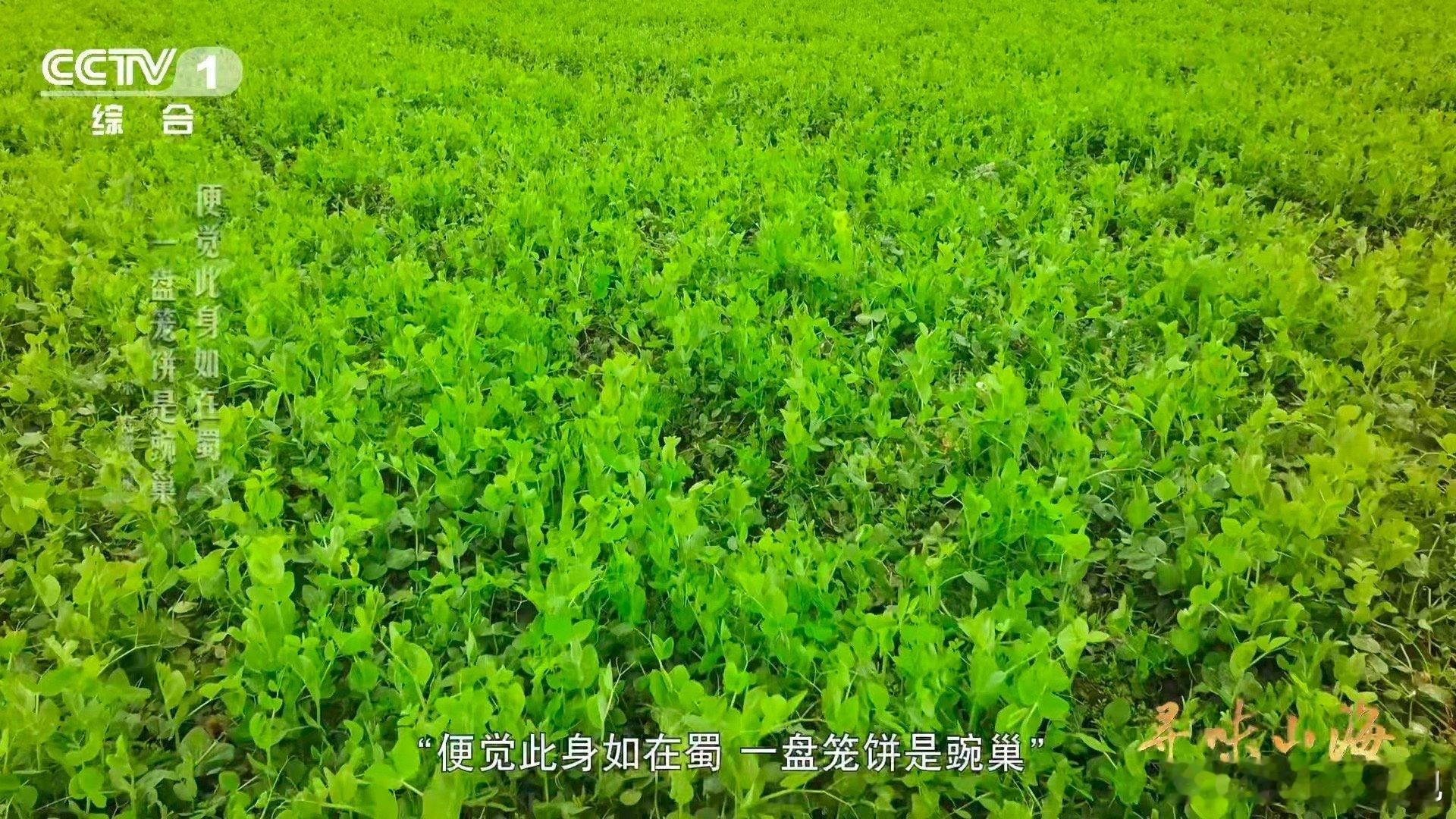 陆游因为馋豌豆尖写了首诗 能让诗人在800年后仍被惦记的味道，大概只有这口“豌豆