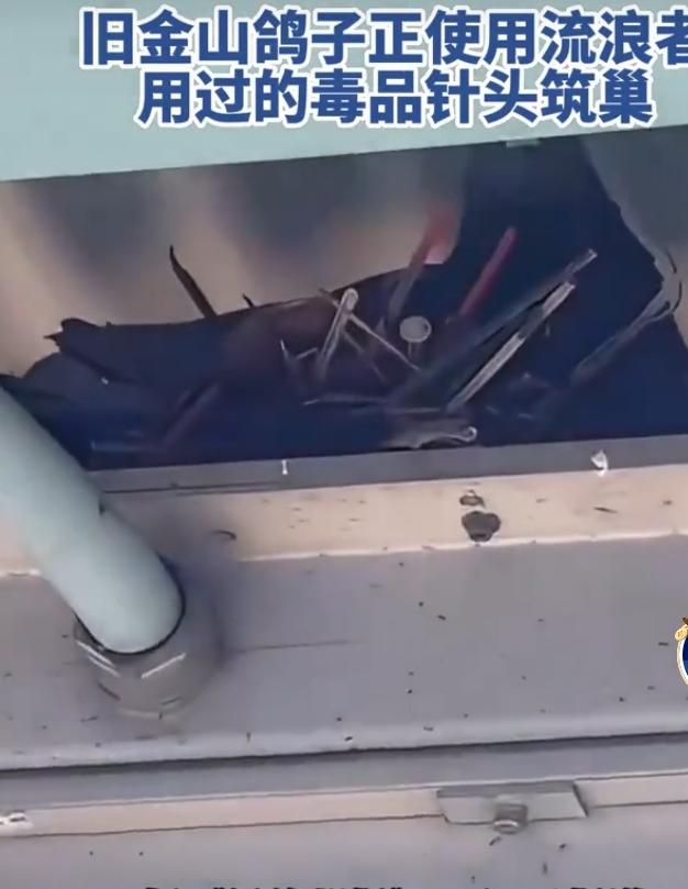 美国这是整出啥离谱事儿啊！旧金山等地的鸽子居然用流浪者丢弃的毒品针头筑巢。《纽约