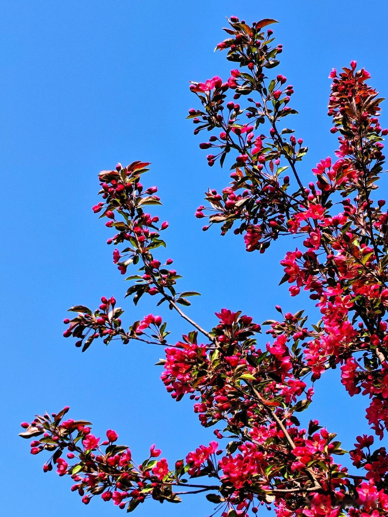 春日暖阳下，繁花似锦，绽放生命之美。🌸🌞